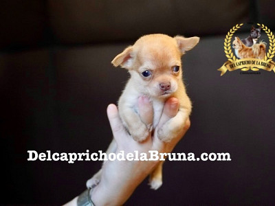 Chihuahua macho chocolate fawn.